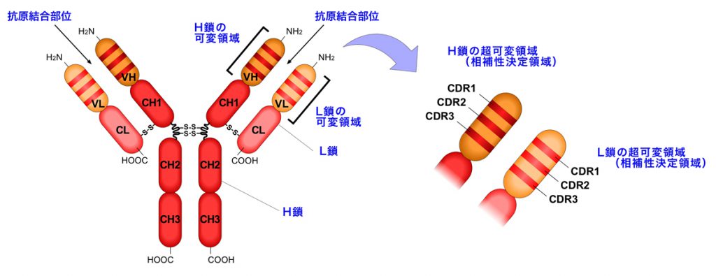 抗体の多様性 テクノロジー・その他 NS遺伝子研究室