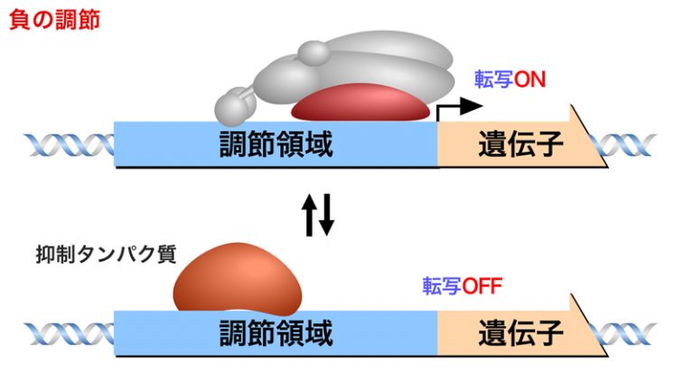 原核生物の転写調節 2 遺伝子の発現 Ns遺伝子研究室