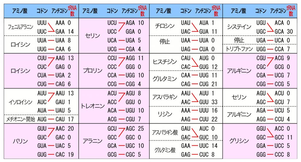 遺伝暗号とアミノアシルtRNA 遺伝子の発現 NS遺伝子研究室