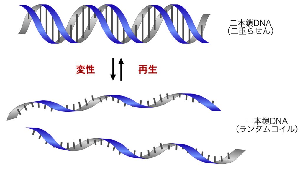 DNAの安定性と変性 DNAの構造と複製 NS遺伝子研究室