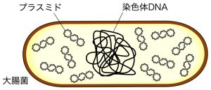 プラスミドと形質転換 テクノロジー・その他 NS遺伝子研究室