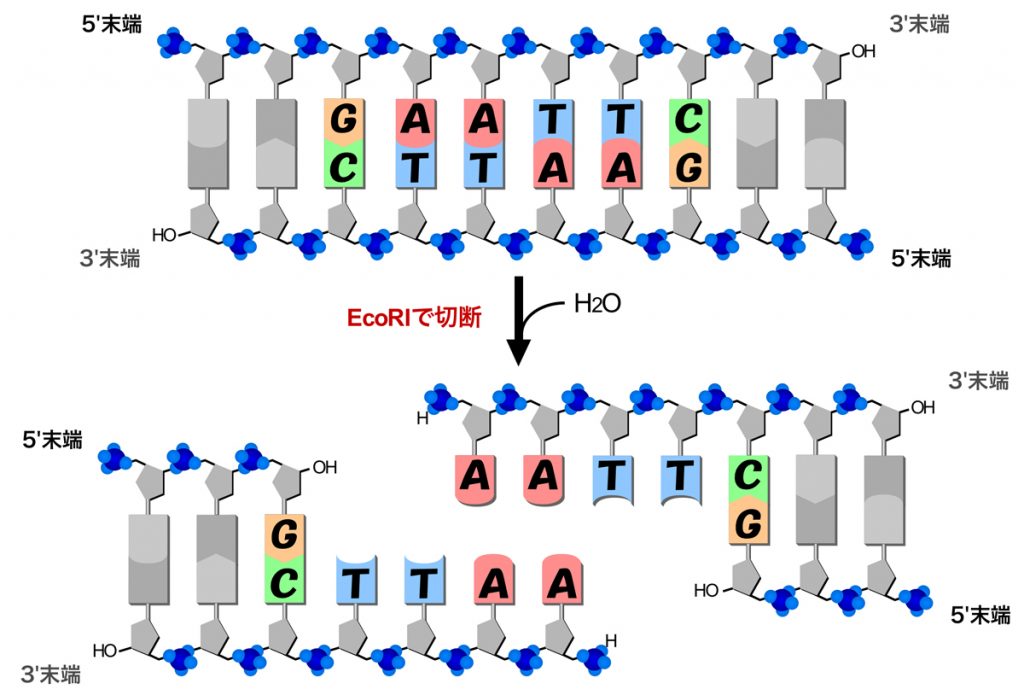 制限酵素 テクノロジー・その他 NS遺伝子研究室