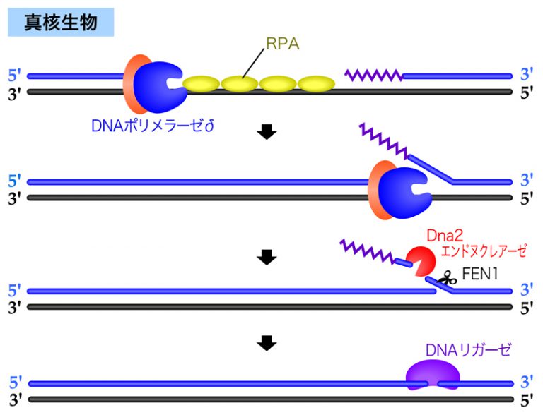 DNA複製の分子機構 DNAの構造と複製 NS遺伝子研究室
