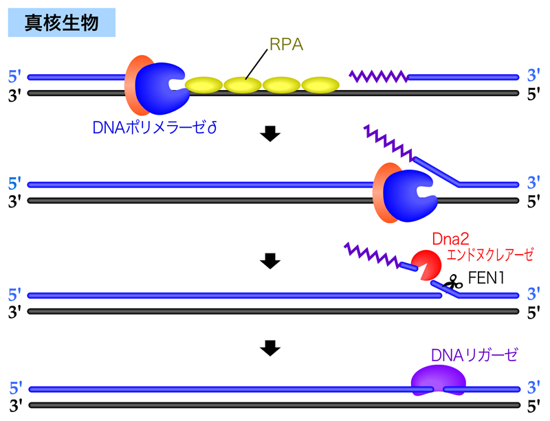 DNA複製の分子機構 | DNAの構造と複製 | NS遺伝子研究室