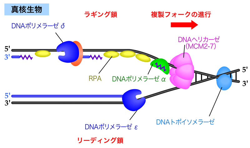 DNA複製の分子機構 | DNAの構造と複製 | NS遺伝子研究室