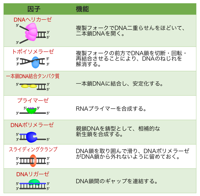 DNA複製の分子機構 | DNAの構造と複製 | NS遺伝子研究室