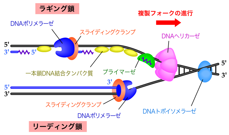DNA複製の分子機構 | DNAの構造と複製 | NS遺伝子研究室