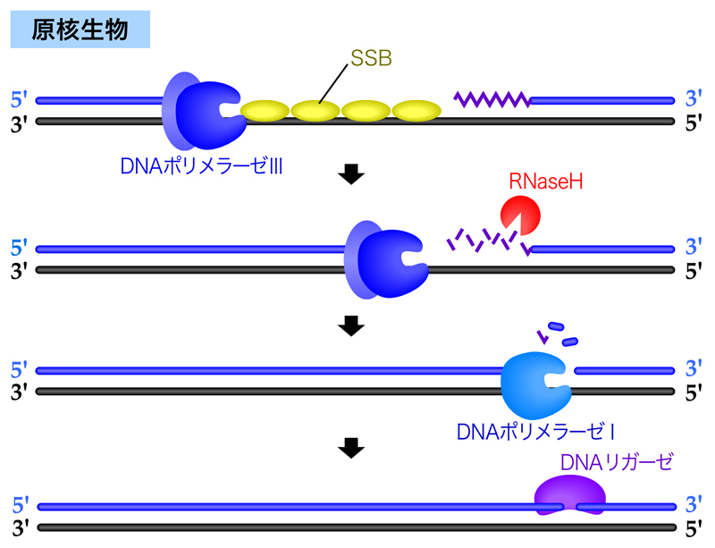 DNA複製の分子機構 | DNAの構造と複製 | NS遺伝子研究室