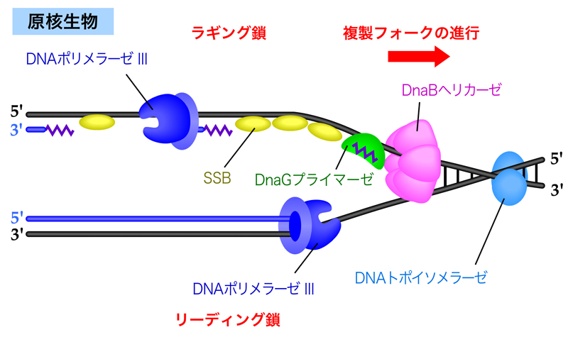 DNA複製の分子機構 | DNAの構造と複製 | NS遺伝子研究室