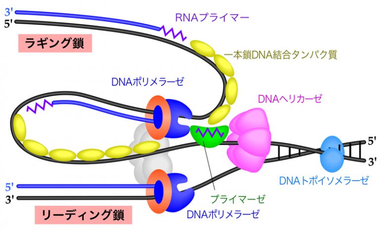 DNA複製の基本プロセス DNAの構造と複製 NS遺伝子研究室